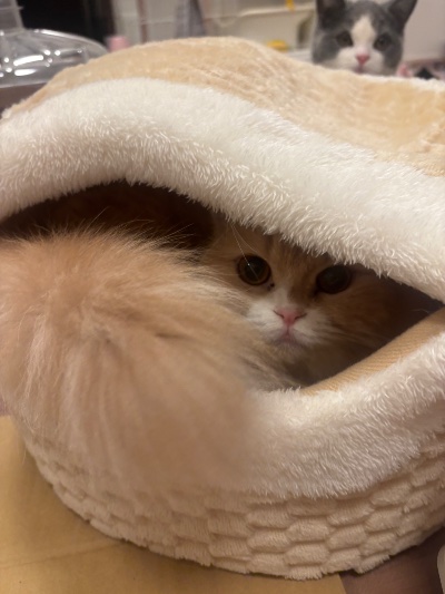 ラウンジリオ香椎 せいな 🧸1