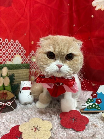 ラウンジリオ香椎 せいな 🐴1