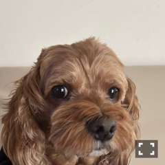 ラウンジリオ大橋 ここあ 🐶1