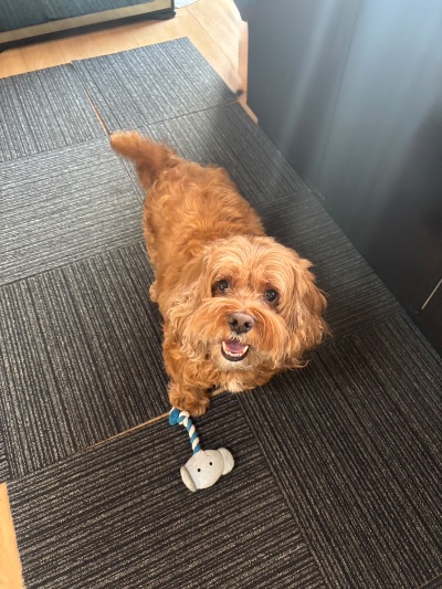 ラウンジリオ大橋 ここあ 🐎1