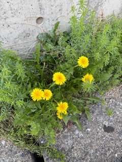 クラブ リオ新橋 さあや お散歩🏃🏻♀️1
