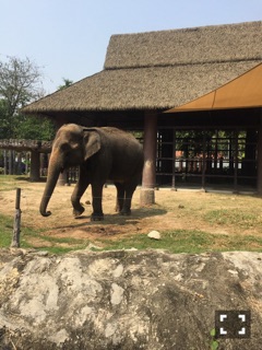 クラブ リオ新橋 さあや ゾウに乗ってみたい!!1