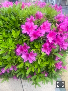 クラブ リオ新橋 せいら 🌸💕1