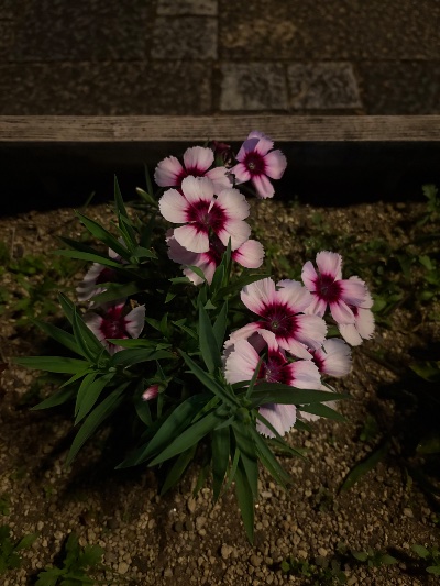 クラブ ライズ まな お花さん🌸1