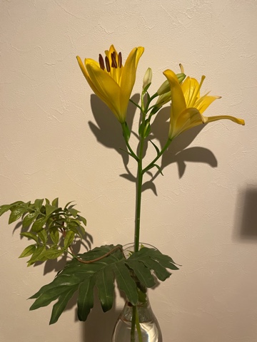 クラブ ライズ ナナ ★1