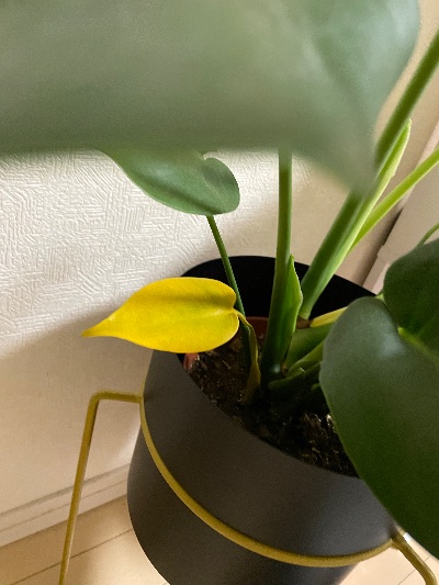 クラブ ライズ ナナ ★1