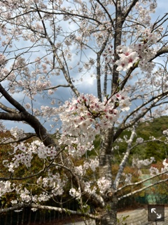 クラブ ロエ まい 😢1