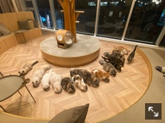 クラブ ロエ もえ にこにこにー!1