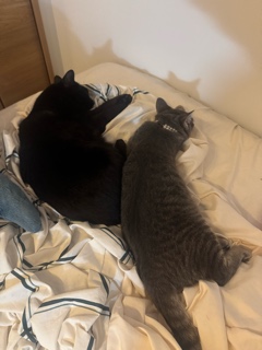 クラブ ロエ るしあ 今日のねこさま🐈⬛1