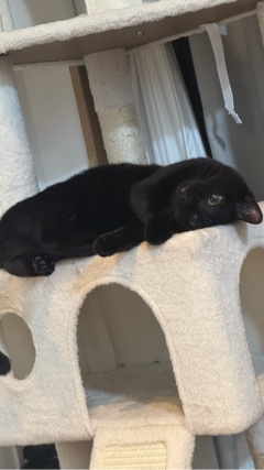 クラブ ロエ るしあ 今日のねこさま1