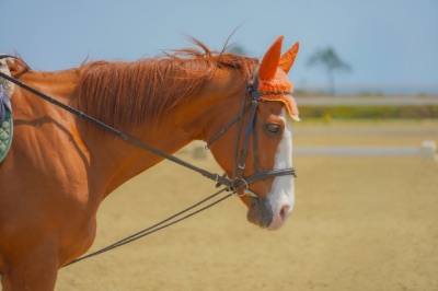 クラブ ロイヤル あお 楽しみな予定🎵✨🐴1
