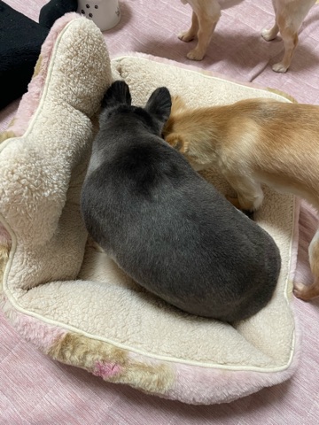 クラブ ロイヤル 絵梨香 ⭐️1月23日②⭐️1