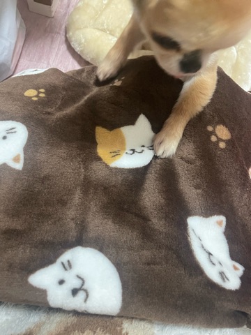 クラブ ロイヤル 絵梨香 ⭐️1月28日②⭐️1