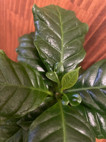 クラブ ロイヤル 蘭 💚🪴💚1