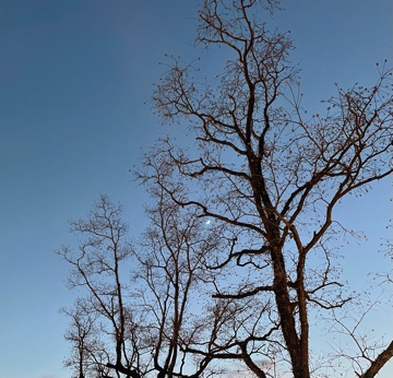 クラブ ロイヤル 蘭 🌙❤︎1