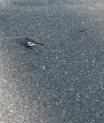 クラブ ロイヤル 蘭 𓅫⸒⸒♥1