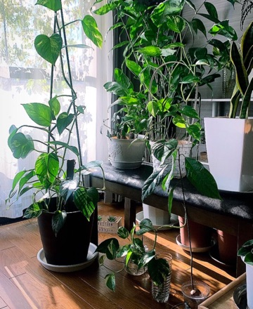 クラブ ロイヤル りかこ 加湿器不用🪴1