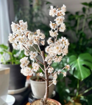 中洲　キャバクラ　キャバ嬢日記