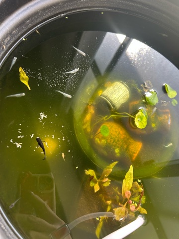 クラブ ロイヤル 涼花 𝑭𝒓𝒊𝒅𝒂𝒚1