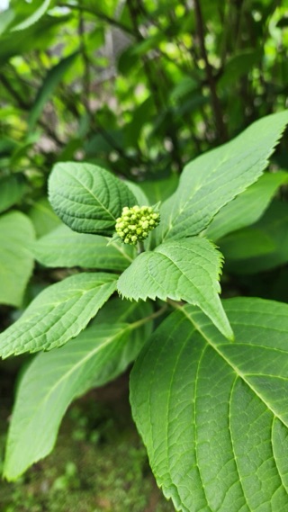 クラブ ロイヤル たえ BBQ日和り1