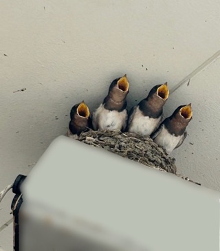 クラブ ロイヤル たえ 可愛い1