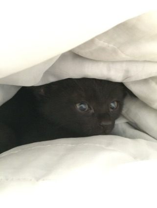 クラブ ロイヤル たえ 今日のニャンコ1