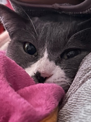 クラブ ロイヤル たえ 今日のニャンコ1