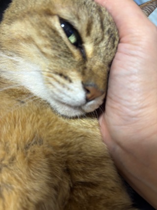 クラブ ロイヤル たえ 今日のニャンコ1