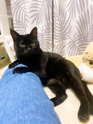 クラブ ロイヤル たえ 今日のにゃん子1