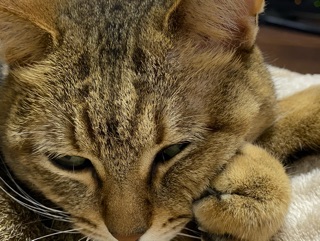 クラブ ロイヤル たえ 今日のにゃん子1