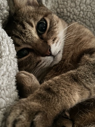 クラブ ロイヤル たえ 今日のにゃん子1