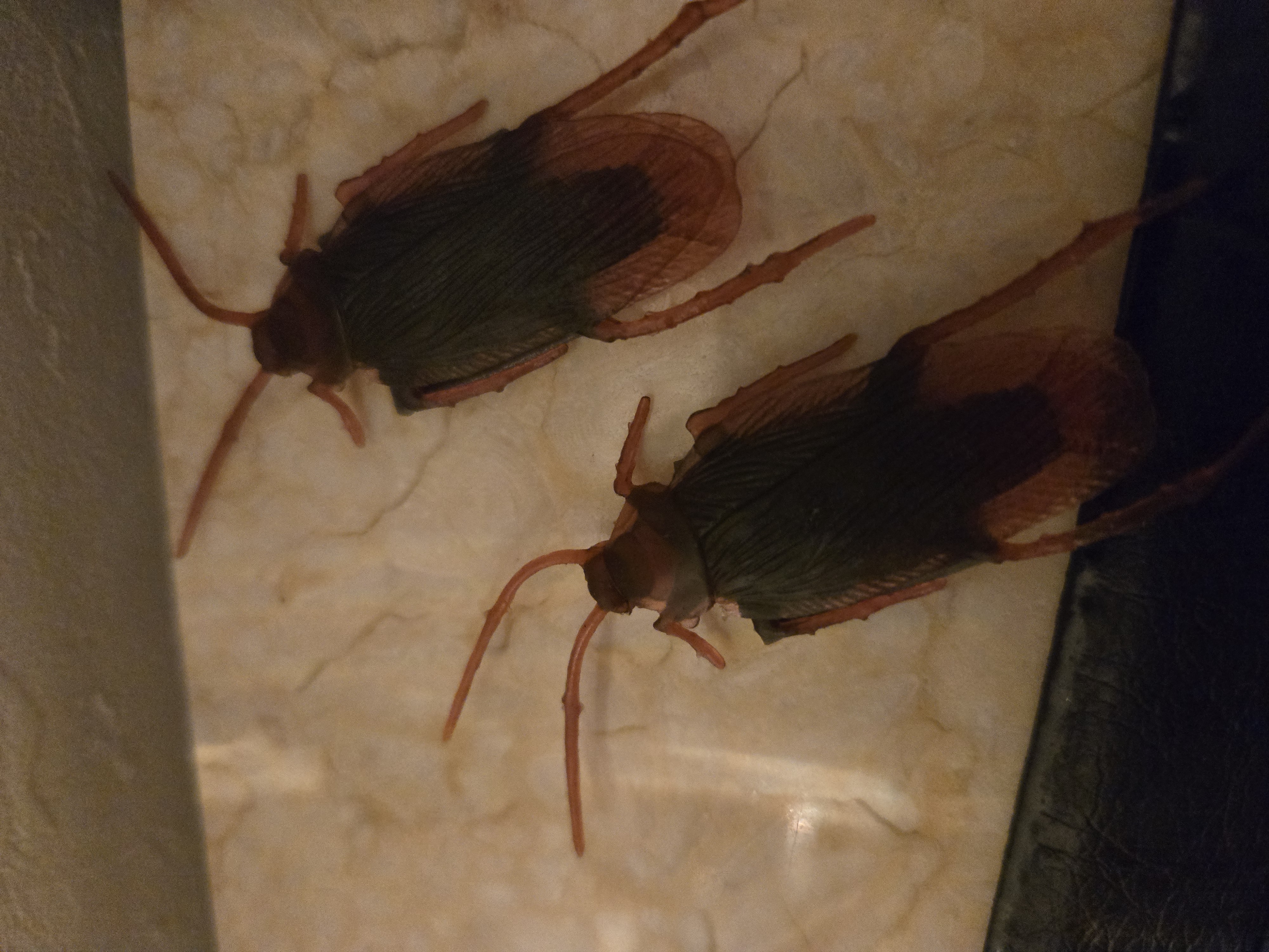 クラブ ライズ ひな 中洲 ライズ ひな1