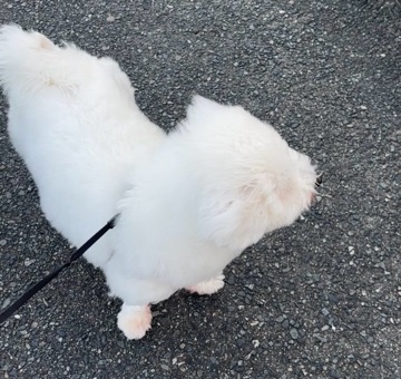 クラブ ロエ くれは 風を感じるいっぬ 🐕1