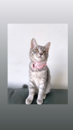 クラブ ロエ まみ こんばんは♩1