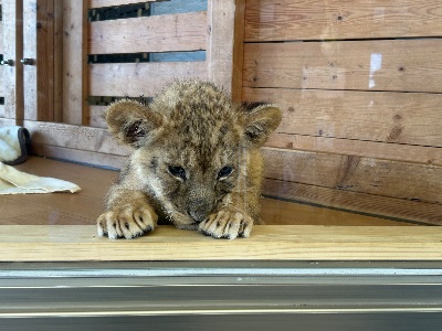 クラブ ライズ のあ ライオン🦁1