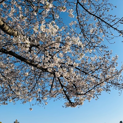 中洲　キャバクラ　キャバ嬢日記